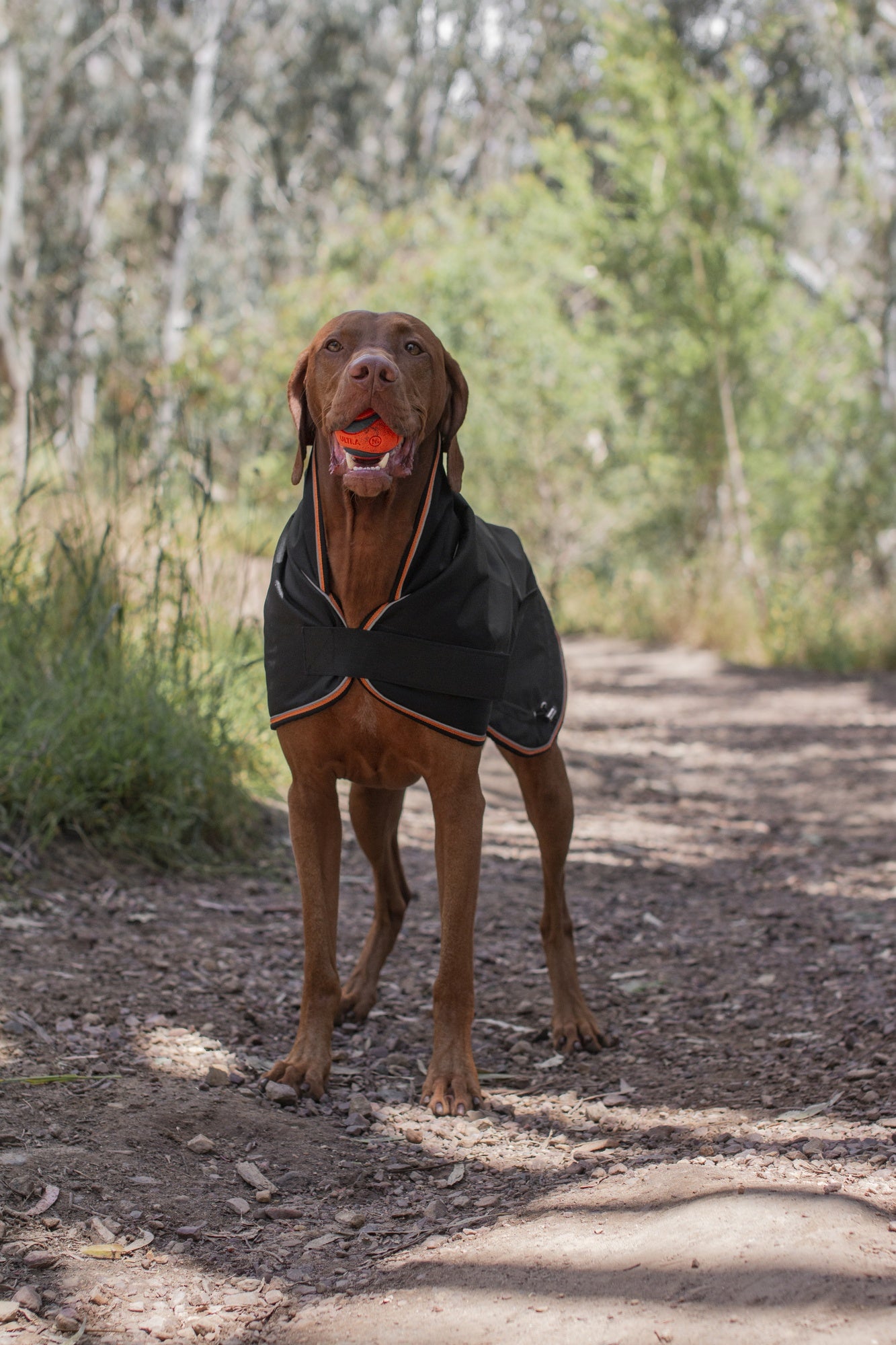Ruff n Rugged Trail Blazer Dog Coat Black