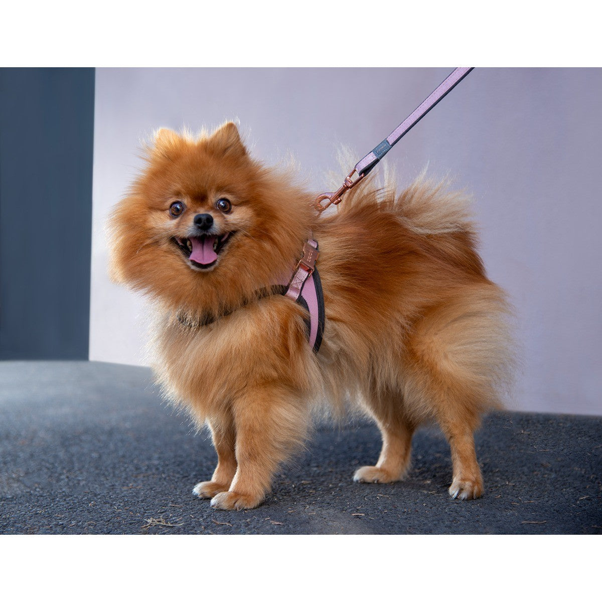 Rogz Adjustable Fast-Fit Urban Dog Harness