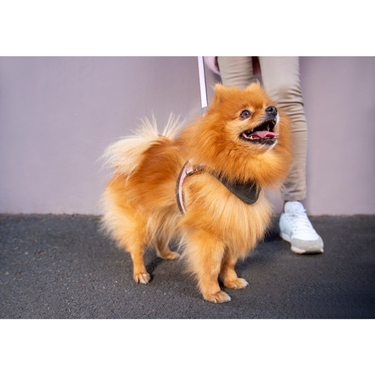 Rogz Adjustable Fast-Fit Urban Dog Harness