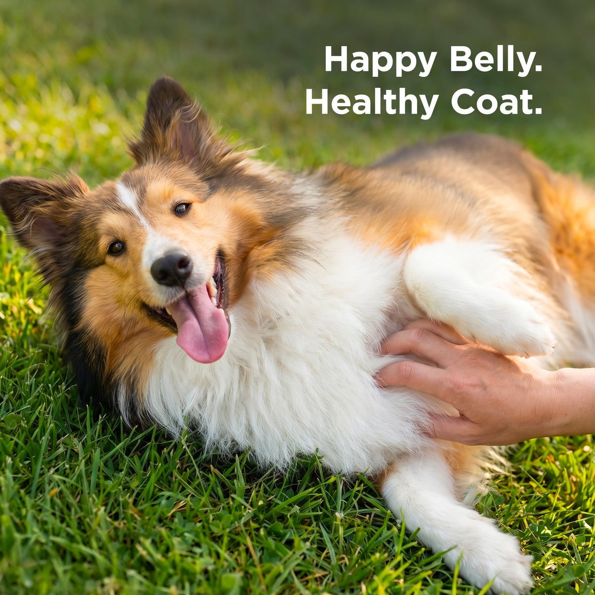 Hill's Science Diet Adult Sensitive Stomach & Skin Dry Dog Food