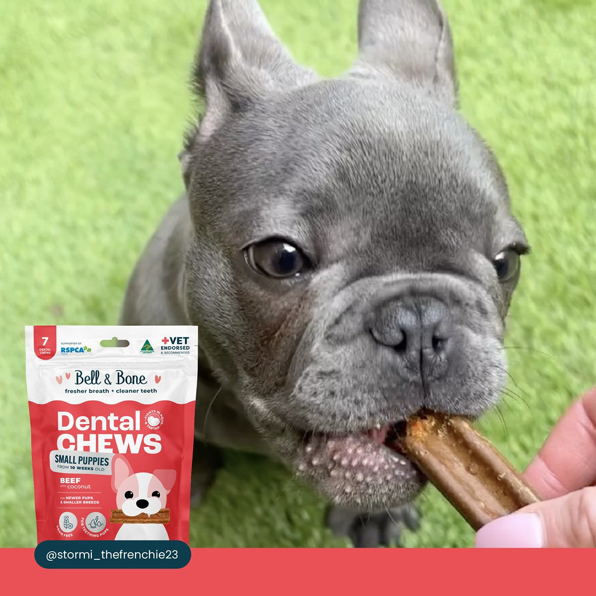 Bell & Bone Beef Puppy Dental Chew Dog Treats