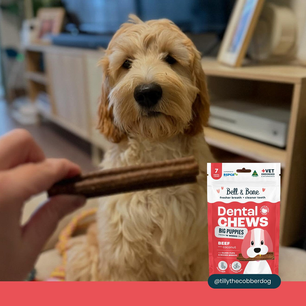 Bell & Bone Beef Puppy Dental Chew Dog Treats
