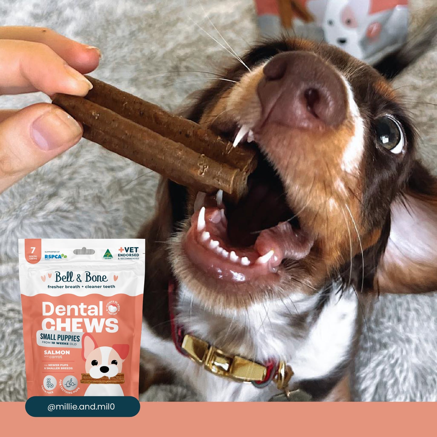 Bell & Bone Salmon Puppy Dental Dog Treats