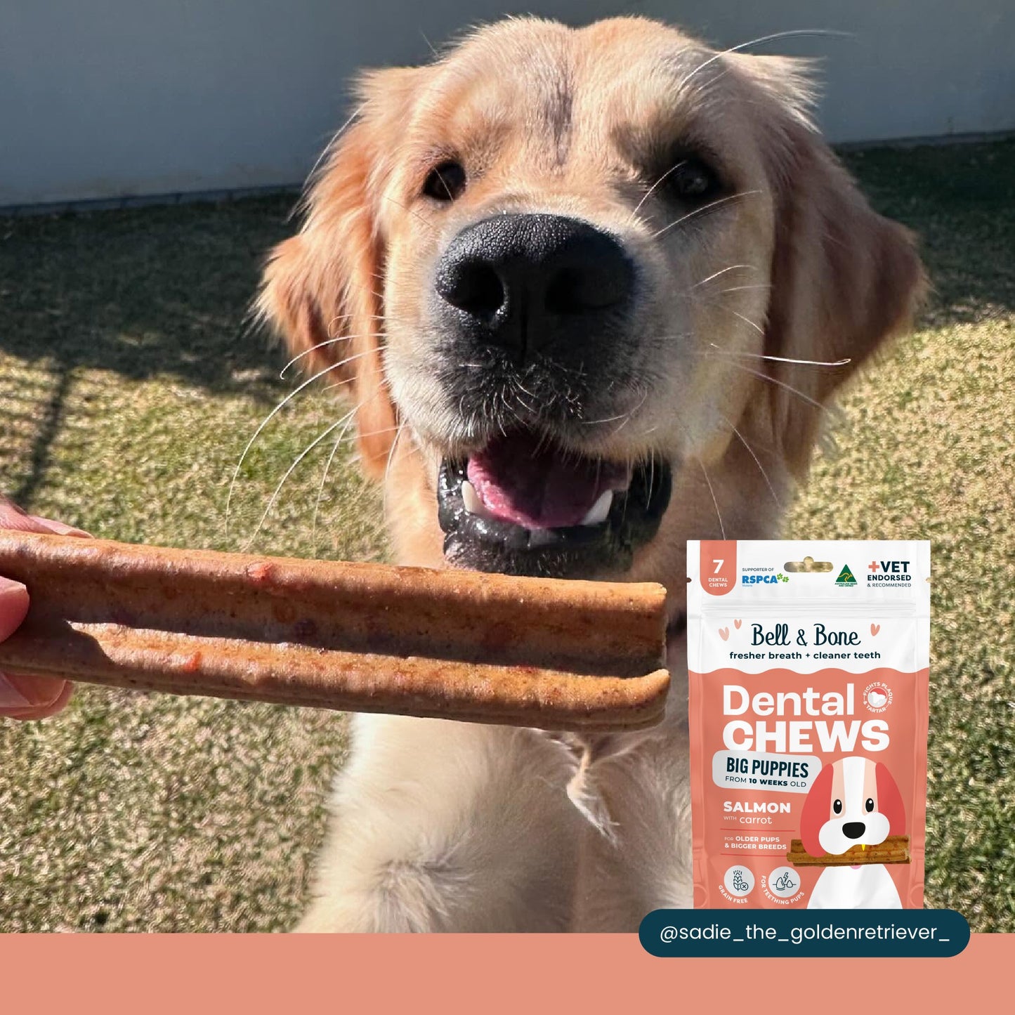 Bell & Bone Salmon Puppy Dental Dog Treats