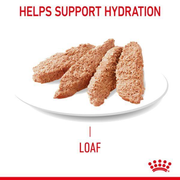 Royal Canin Hair & Skin Care Loaf Wet Cat Food