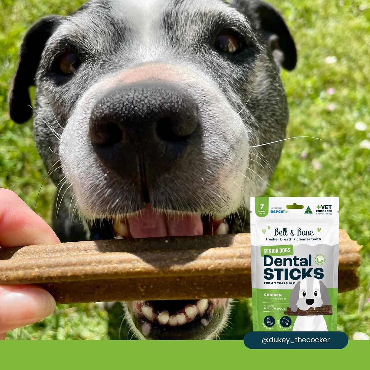 Bell & Bone Chicken Senior Dental Stick Dog Treats
