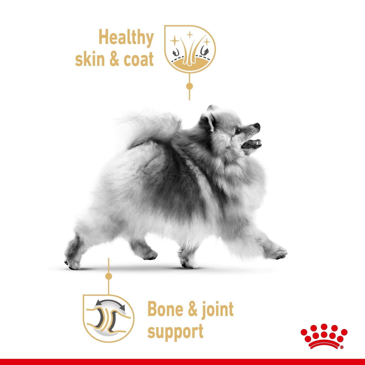 Royal Canin Pomeranian Adult Loaf Wet Dog Food