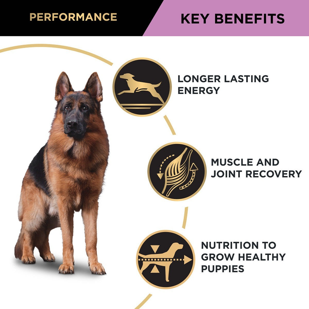 PRO PLAN Adult Performance Chicken Dry Dog Food