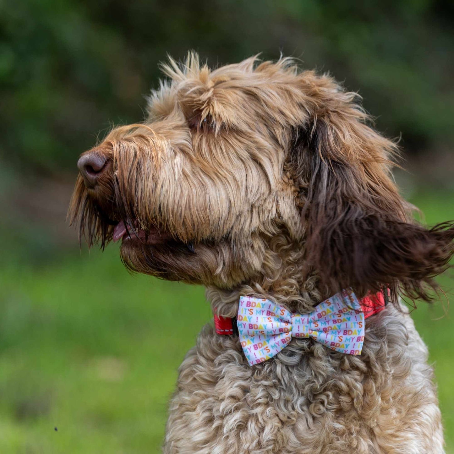 Petstock Foundation Birthday Bow Tie