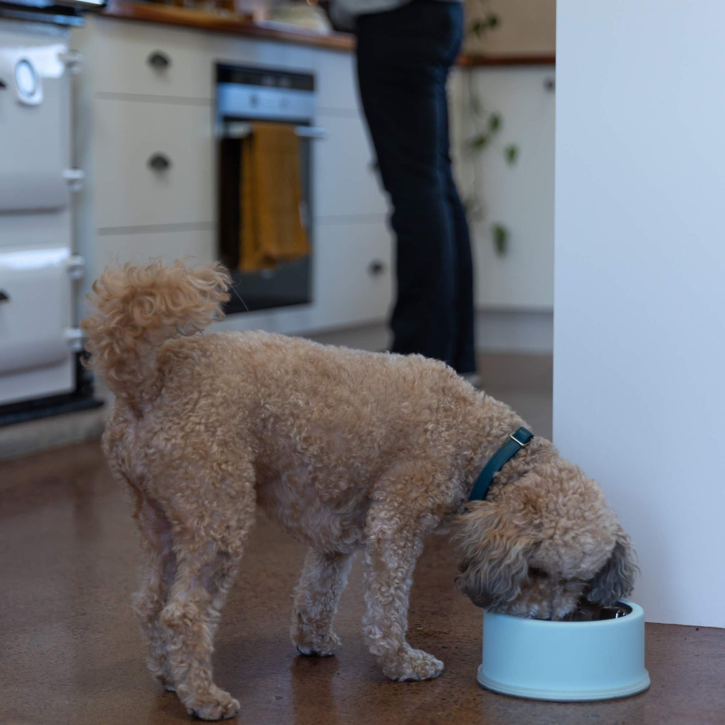 Buddy & Belle Stainless Steel Pet Bowl Aquamarine 700ml