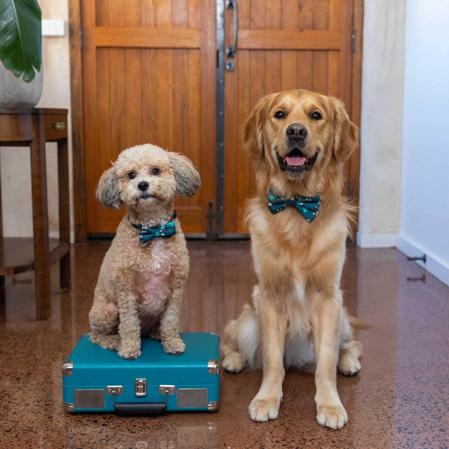 Buddy & Belle Bow Tie Ocean Speckle Large