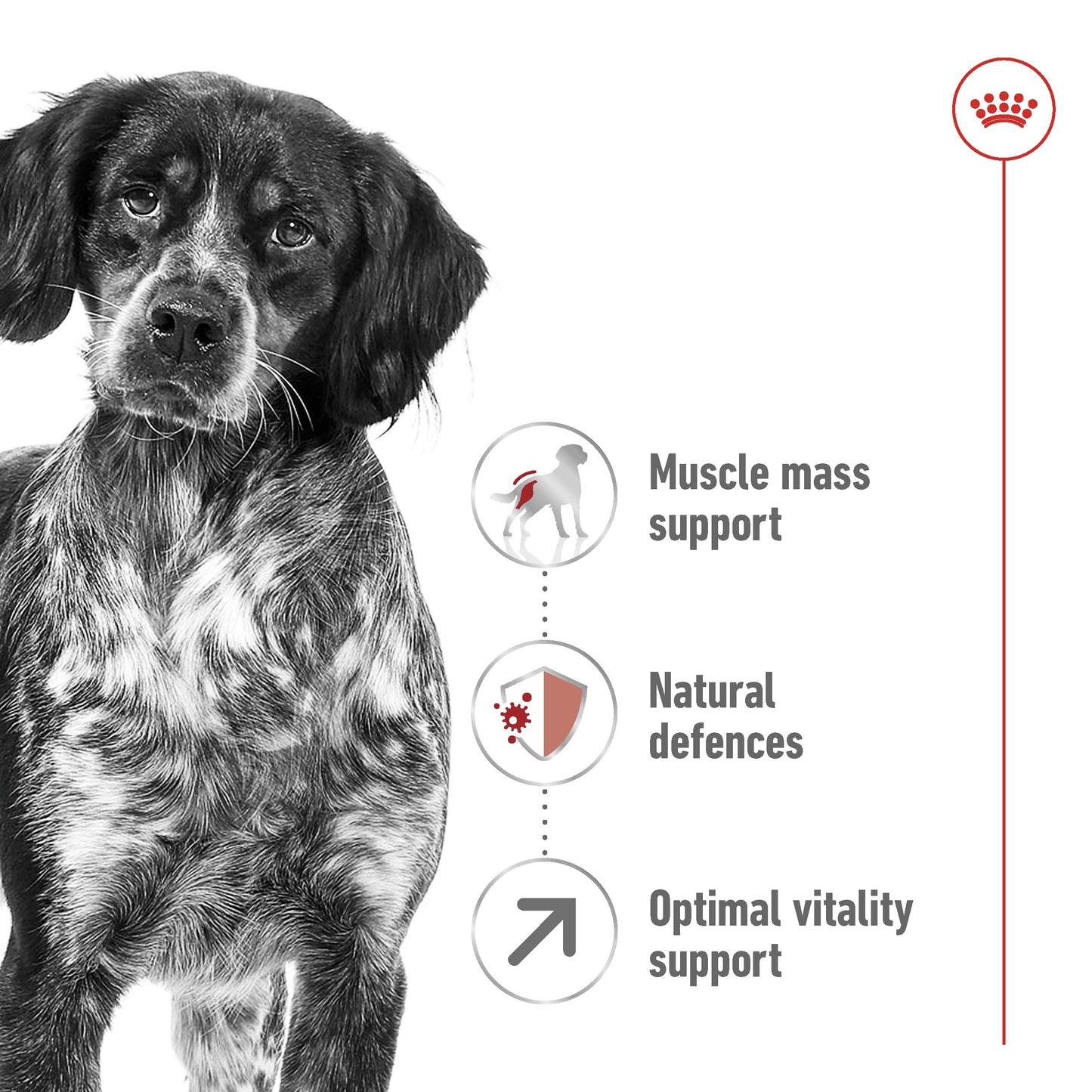 Royal Canin Dog Medium 7+ Dry Dog Food