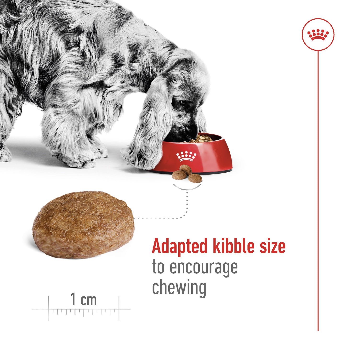 Royal Canin Dog Medium 7+ Dry Dog Food