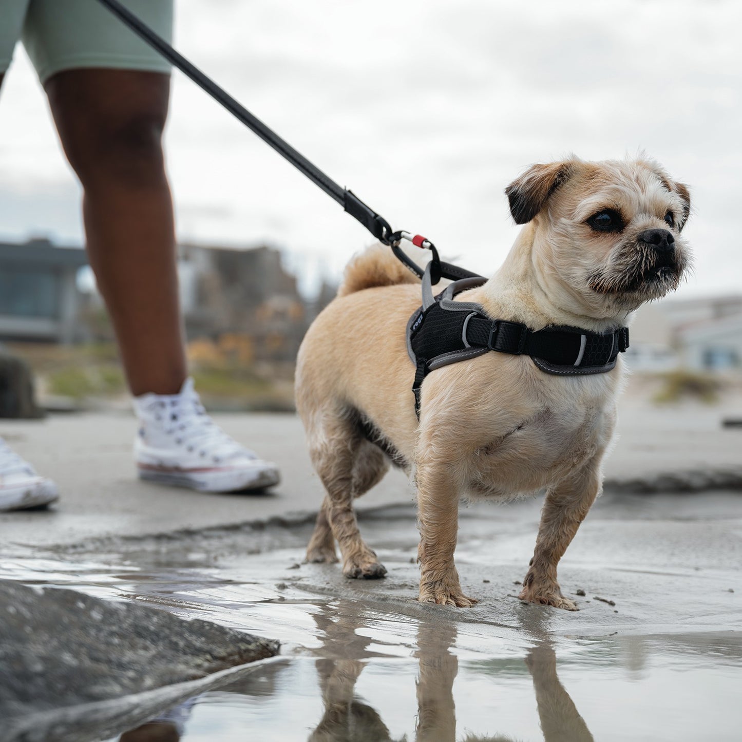 Rogz AirTech Sport Dog Harness