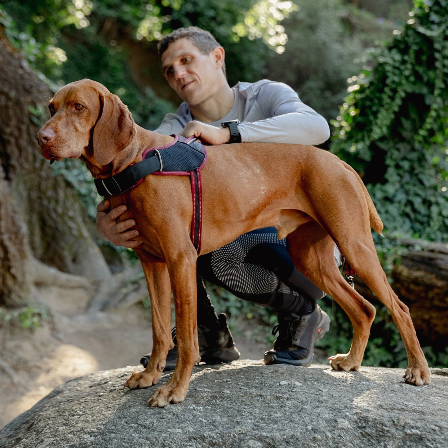 Rogz AirTech Sport Dog Harness