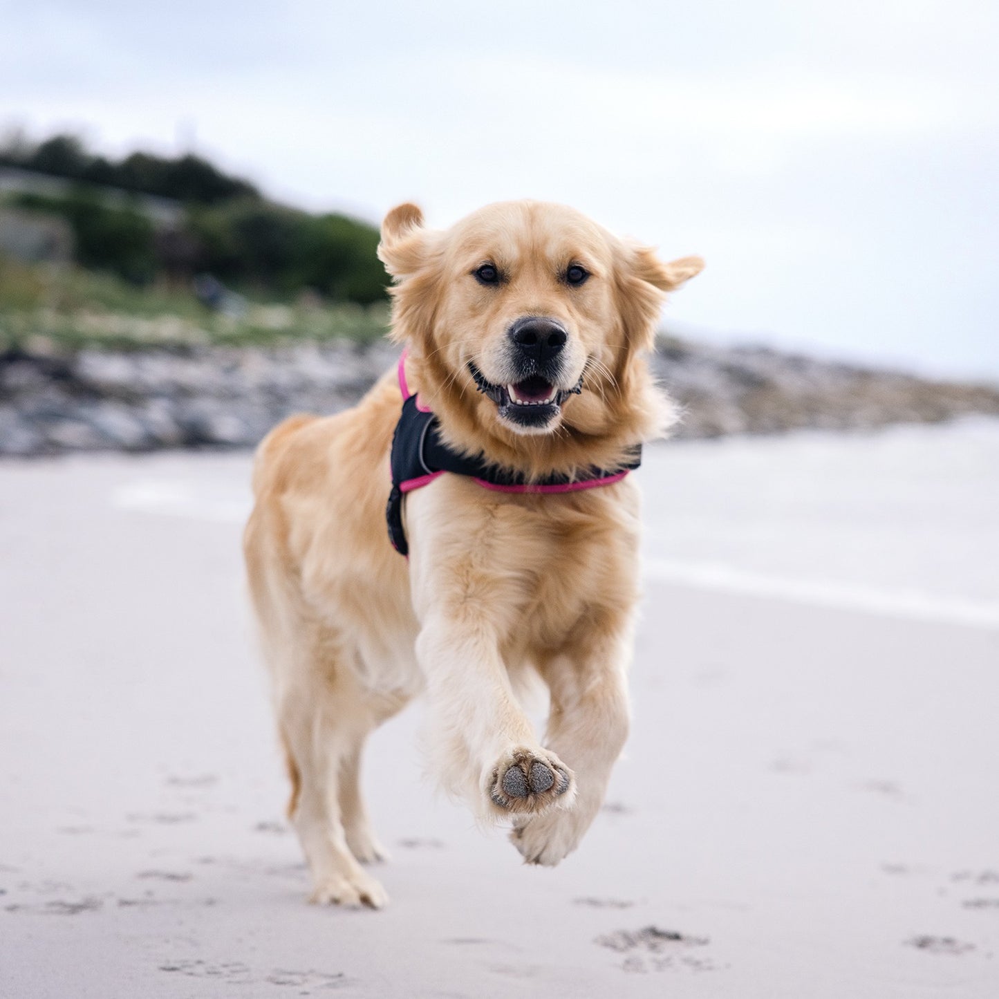 Rogz AirTech Sport Dog Harness