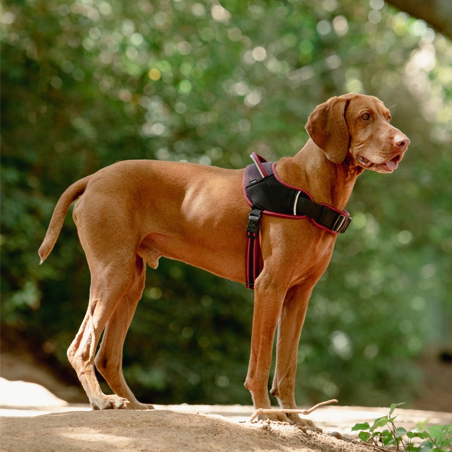Rogz AirTech Sport Dog Harness