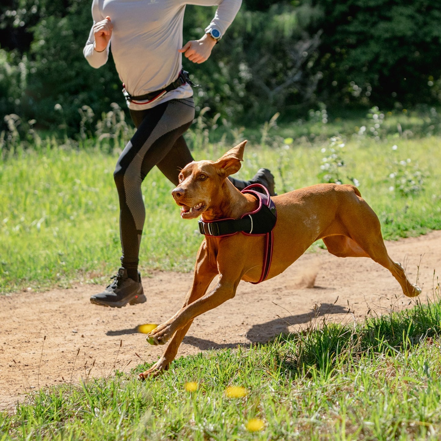 Rogz AirTech Sport Dog Harness