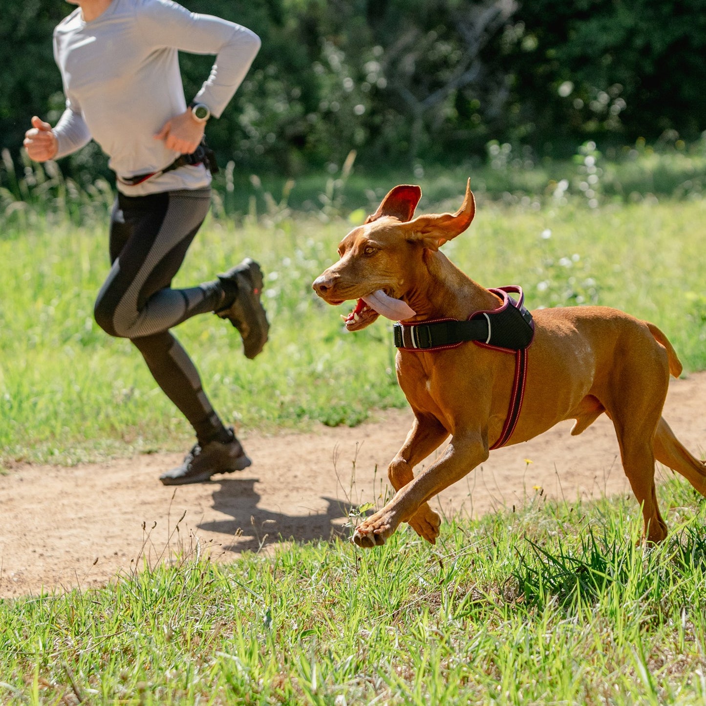 Rogz AirTech Sport Dog Harness