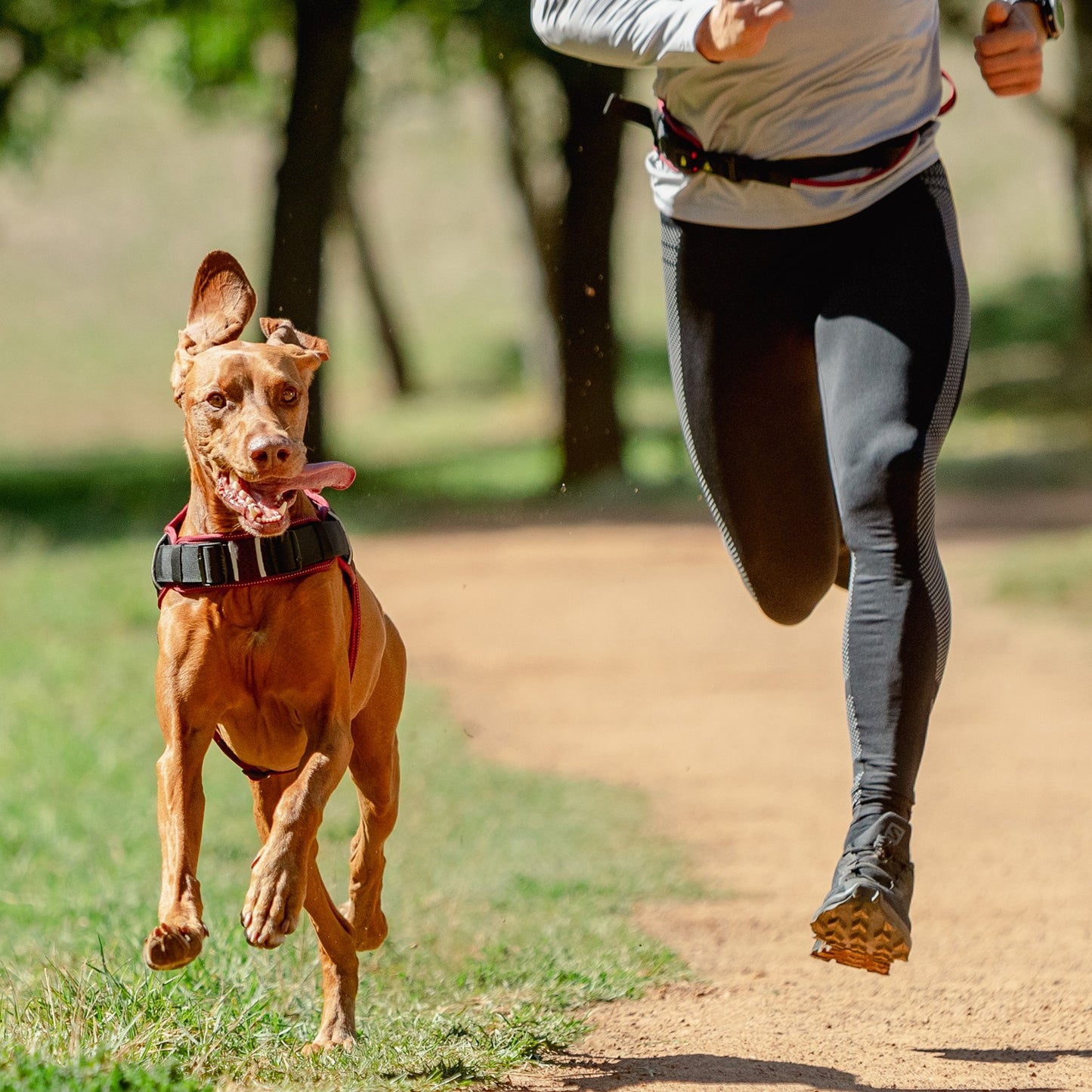 Rogz AirTech Sport Dog Harness