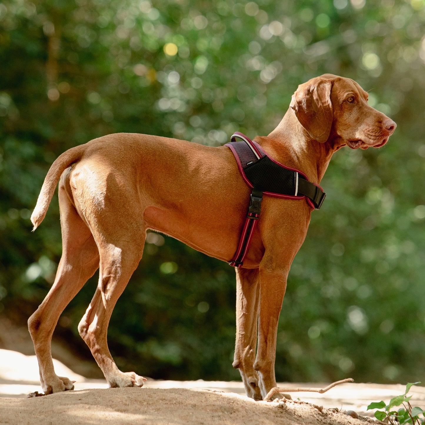 Rogz AirTech Sport Dog Harness
