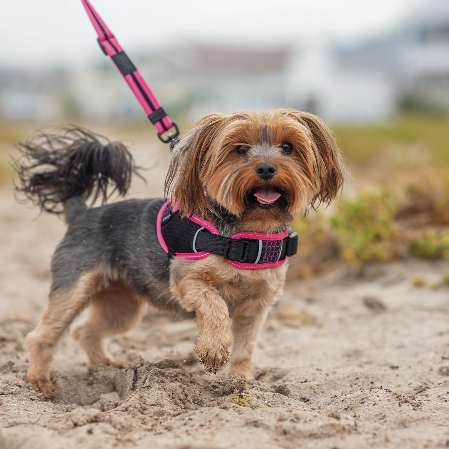 Rogz AirTech Sport Dog Harness