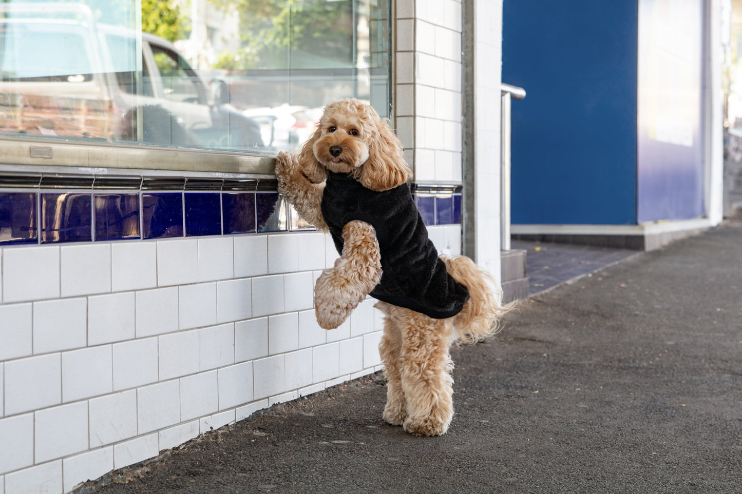 DGG Snuggly Dog Jumper Black