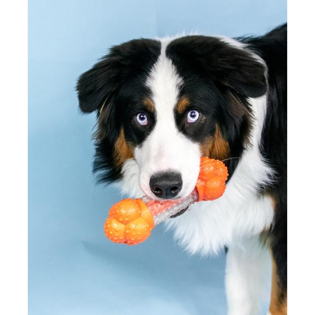 Nylabone Sneaky Snacker Chew & Treat Toy