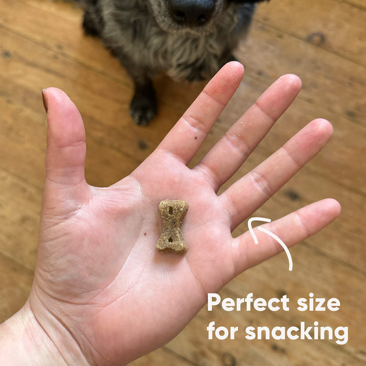 Beco Insect Dog Treats