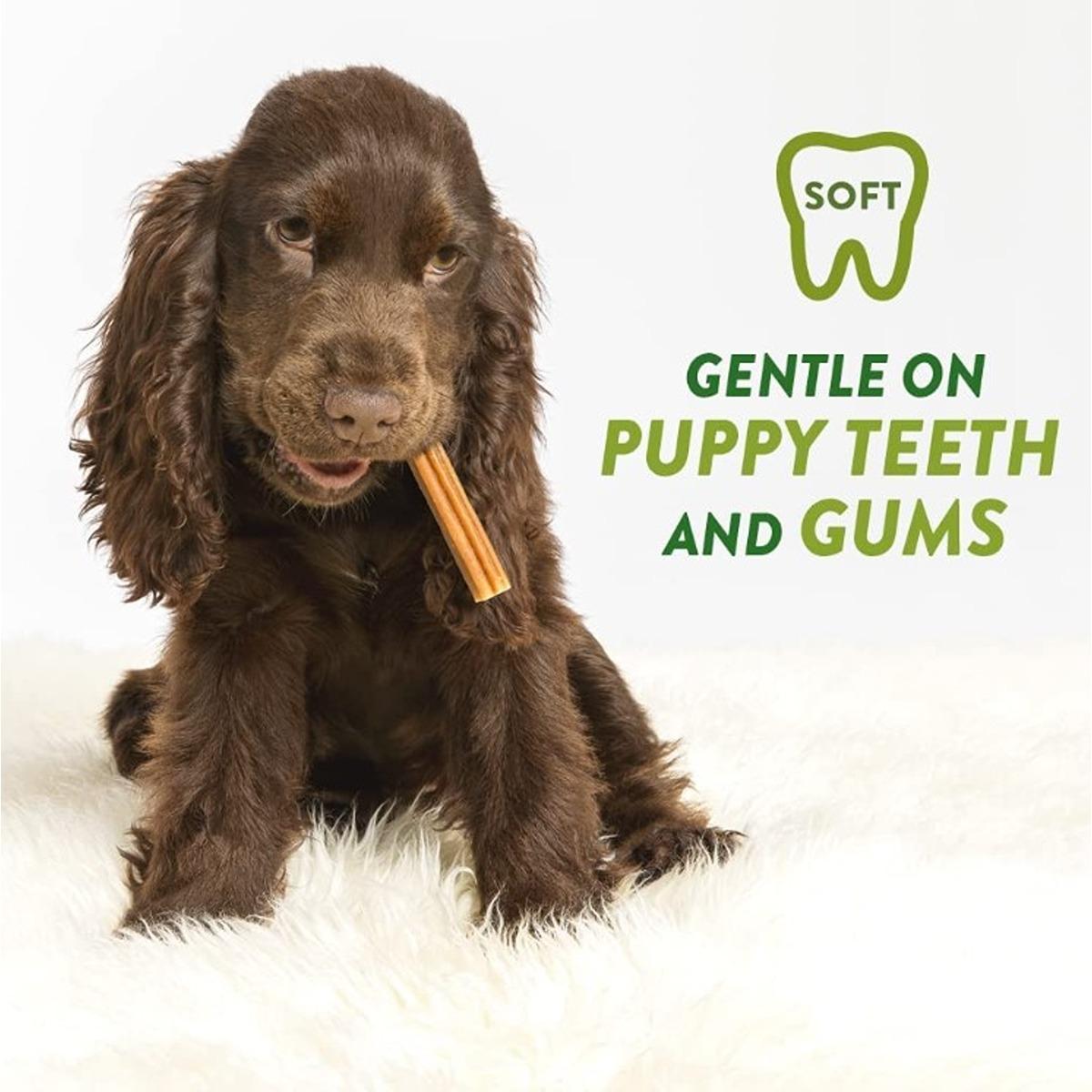 Whimzees Puppy Dental Dog Treats