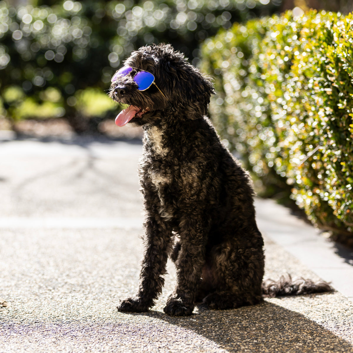 Lexi & Me Aviator Dog & Cat Sunglasses