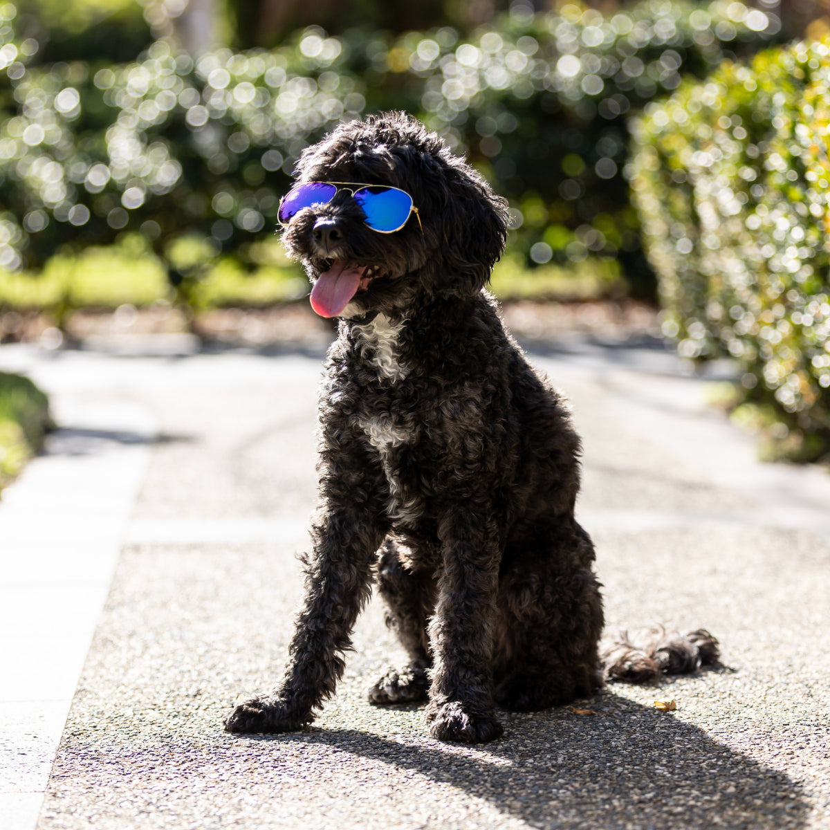Lexi & Me Aviator Dog & Cat Sunglasses