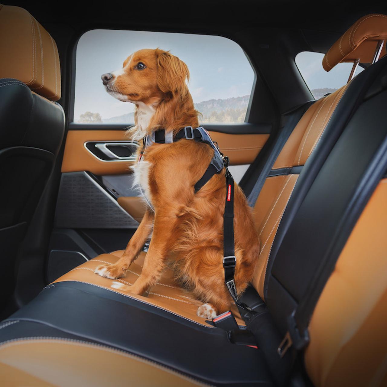 Ezydog Click ISOFIX Standard