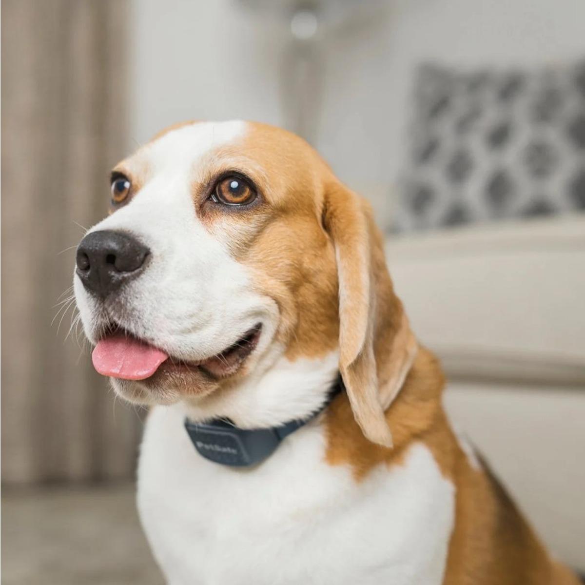Petsafe Audible Bark Collar
