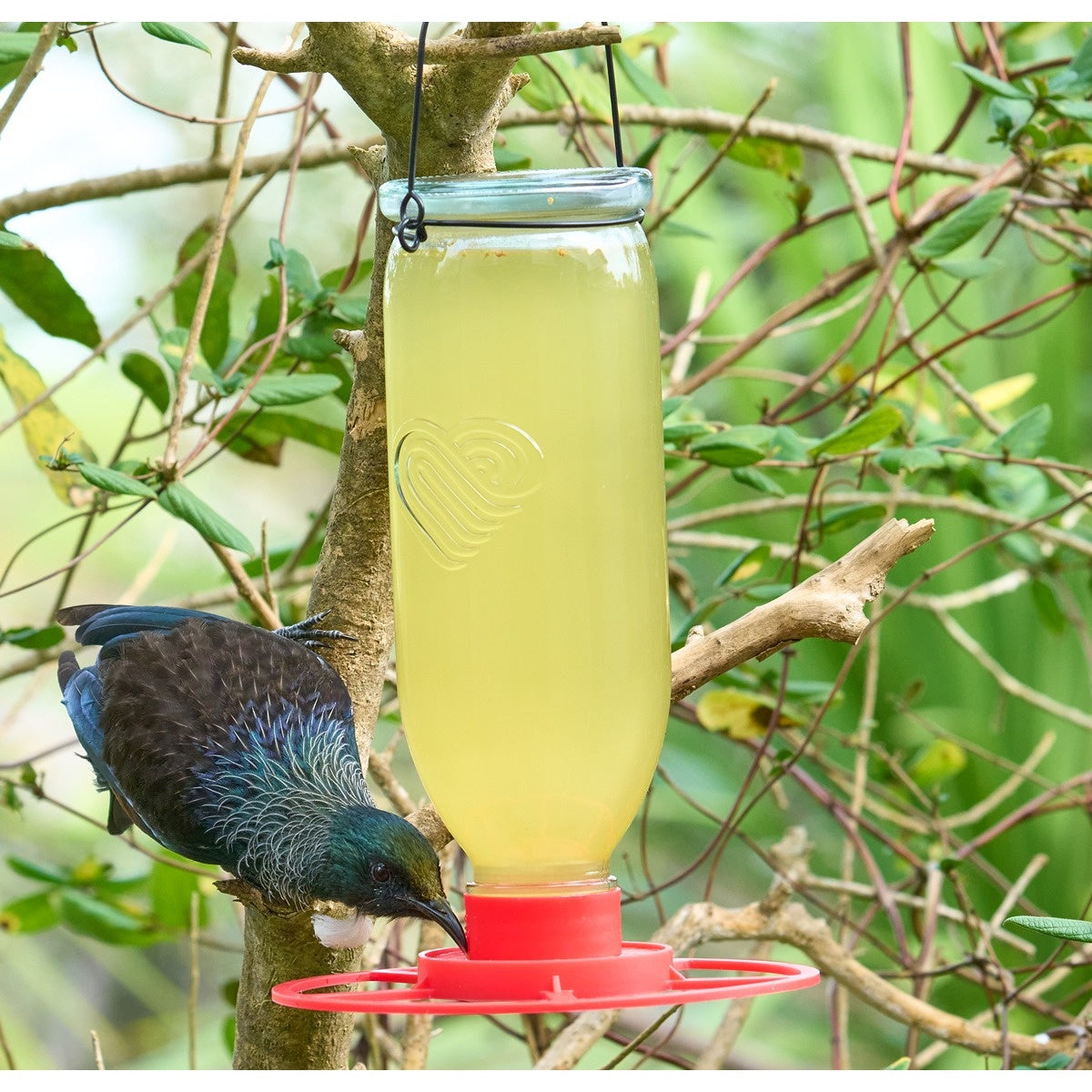 Topflite Glass Nectar Feeder