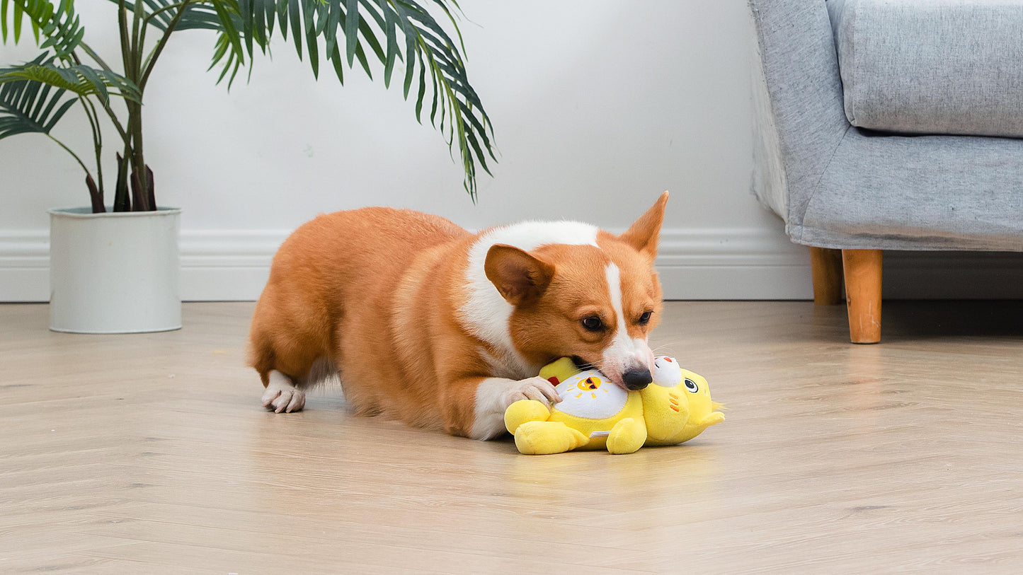 Funshine Bear Plush Squeaker Toy