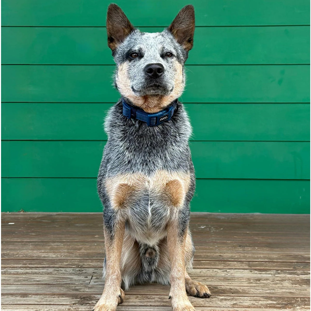 DOOG Neosport Dog Collar - Navy