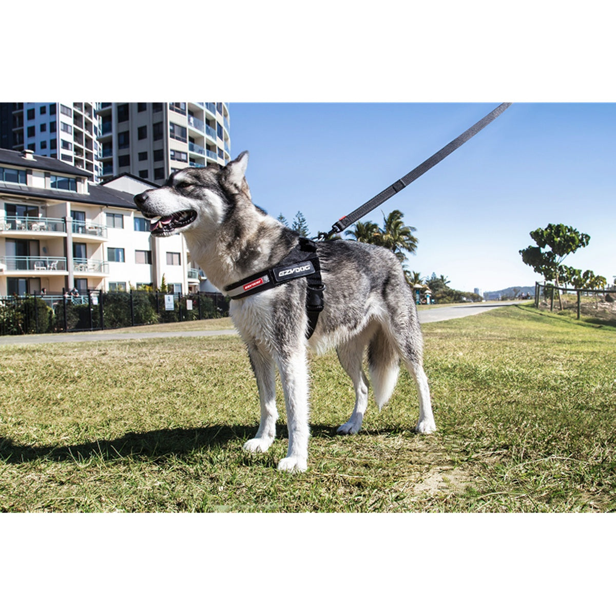 EzyDog Express Dog Harness