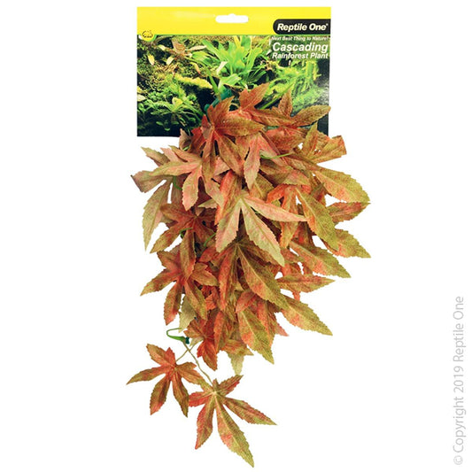 Reptile One Hanging Plant Sativia Red