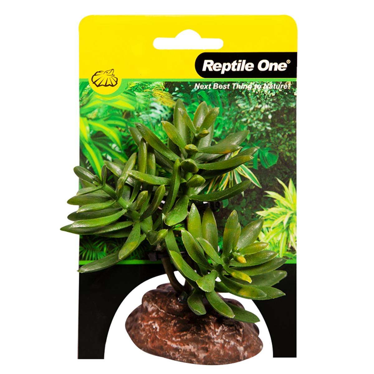 Reptile One Plant Senecio Green with Ceramic Base