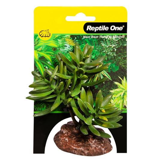 Reptile One Plant Senecio Green with Ceramic Base