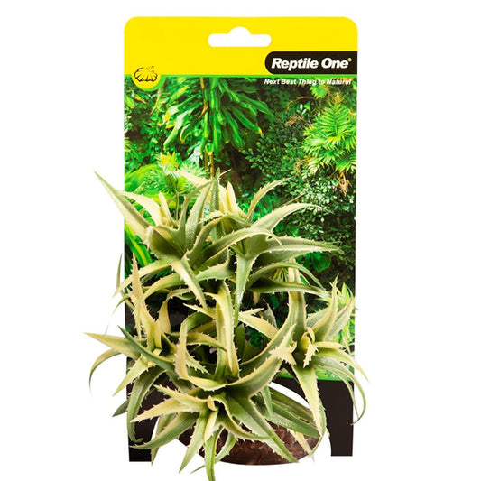 Reptile One Plant Flexuosa Green with Ceramic Base