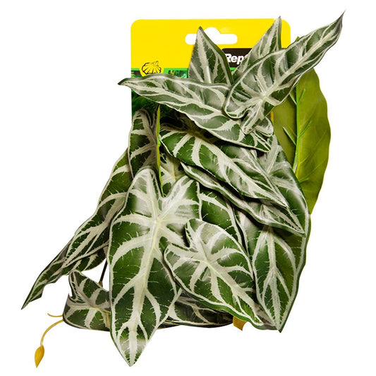 Reptile One Plant Alocasia Green with  Ceramic Base