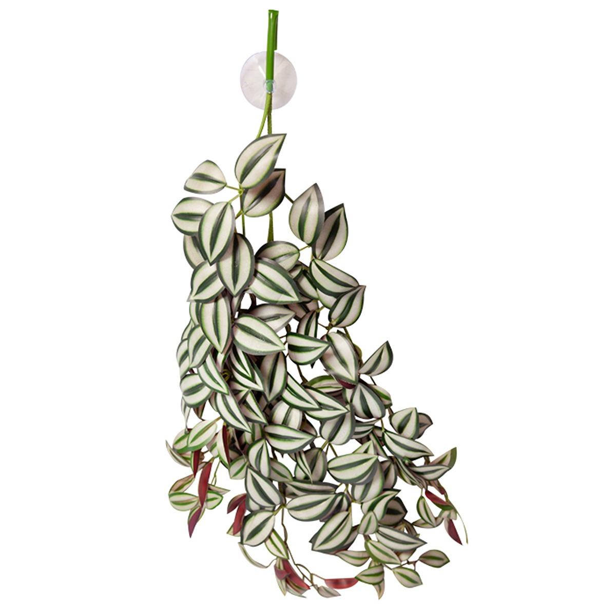 Reptile One Hanging Plant Tradescantia Green Silver