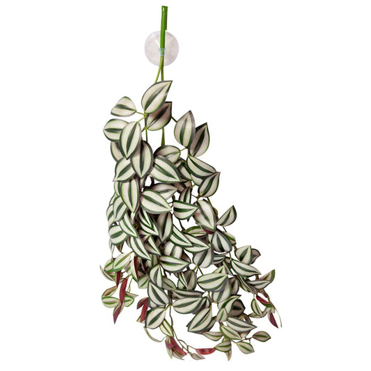 Reptile One Hanging Plant Tradescantia Green Silver