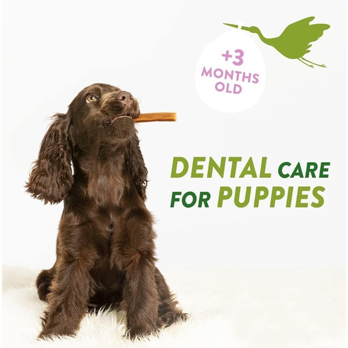 Whimzees Puppy Dental Dog Treats