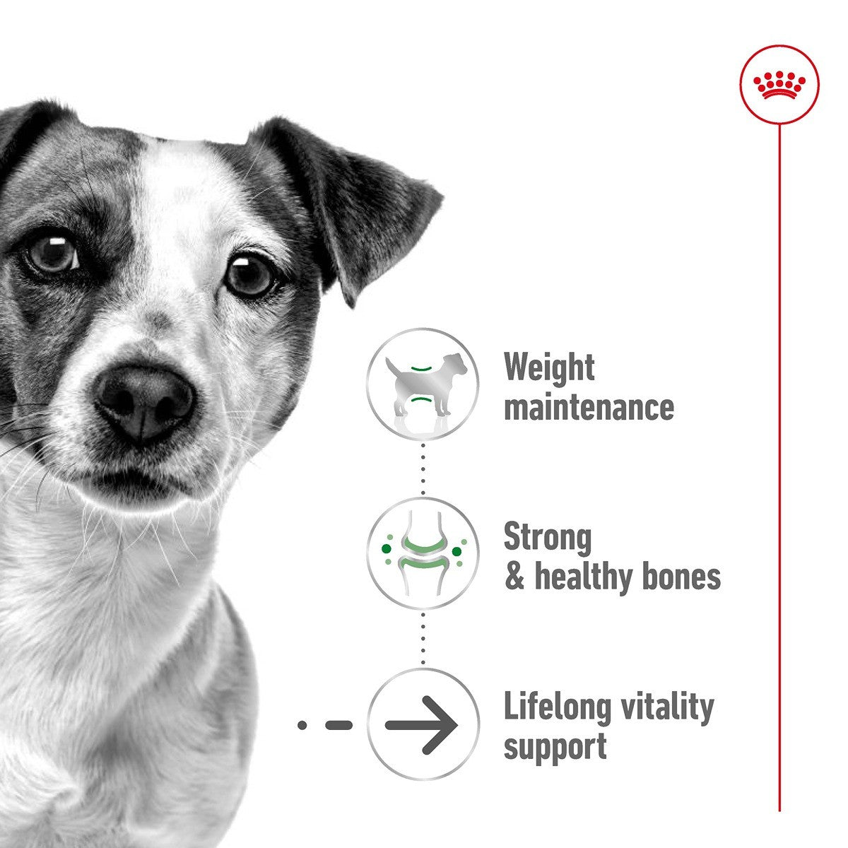 Royal Canin Dog Mini Ageing Loaf Can Wet