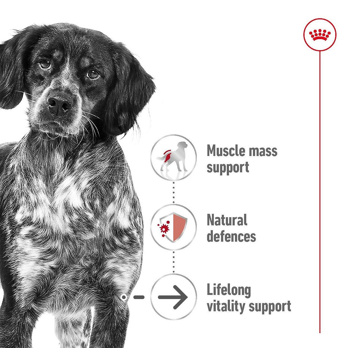 Royal Canin Dog Medium Ageing Loaf Can Wet