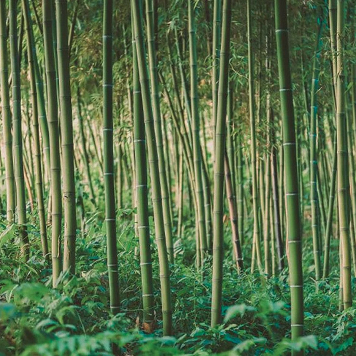 Beco Bamboo Unscented Travel Wipes