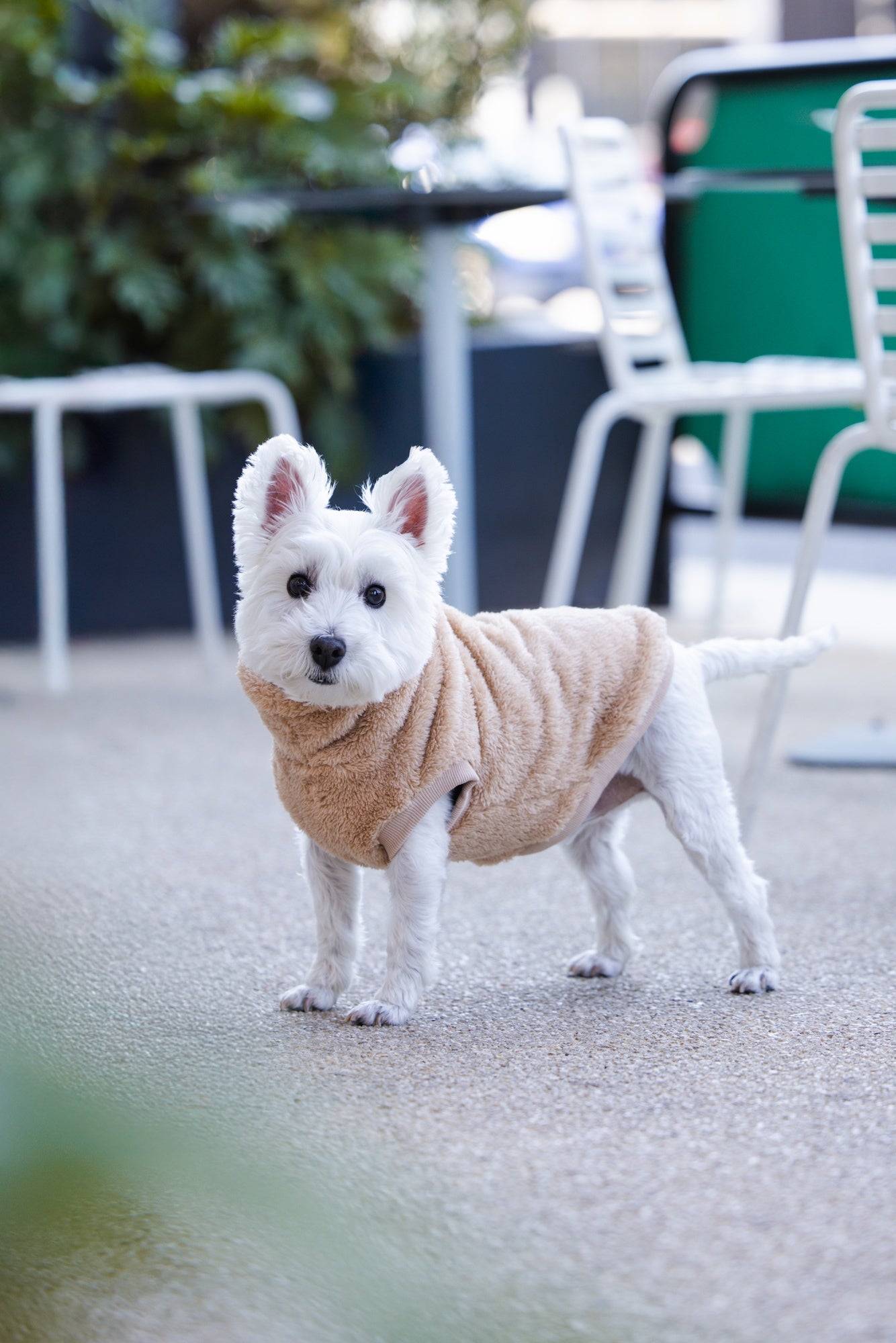 DGG Snuggly Dog Jumper Biscuit